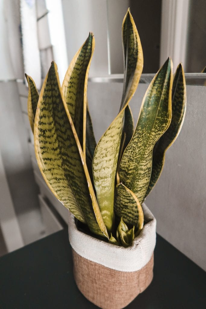 sansevieria camera da letto pianta