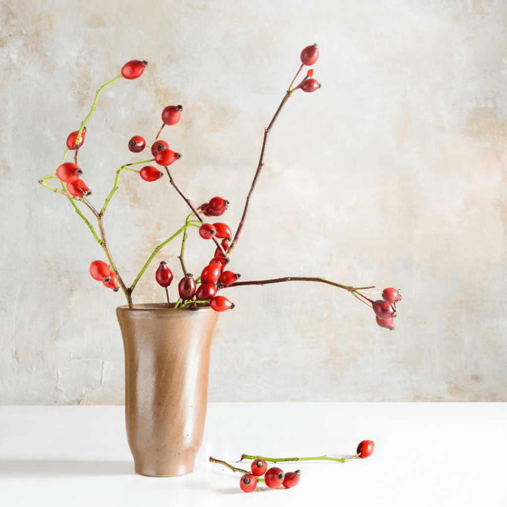 bacche di rosa canina