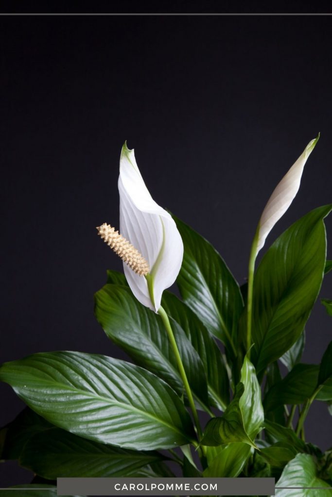 pianta per camera con poca luce