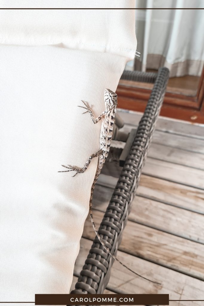 maldive lucertola