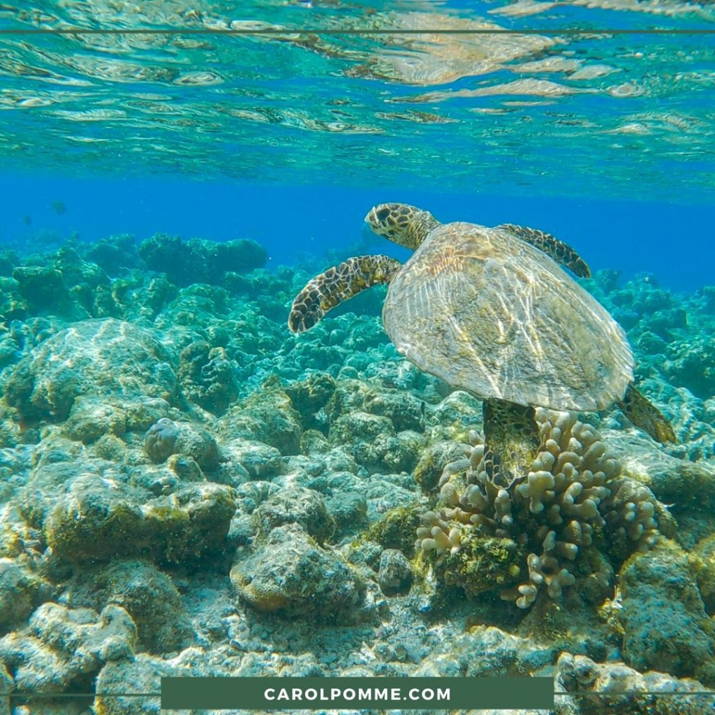 tartaruga marina maldive