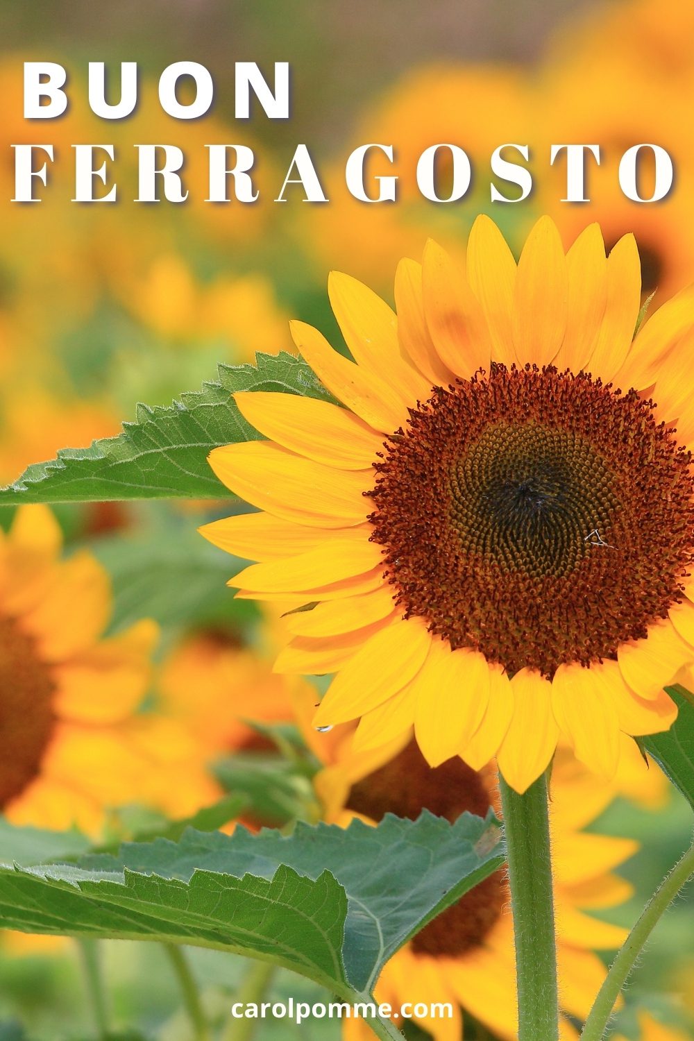 auguri ferragosto girasoli immagini