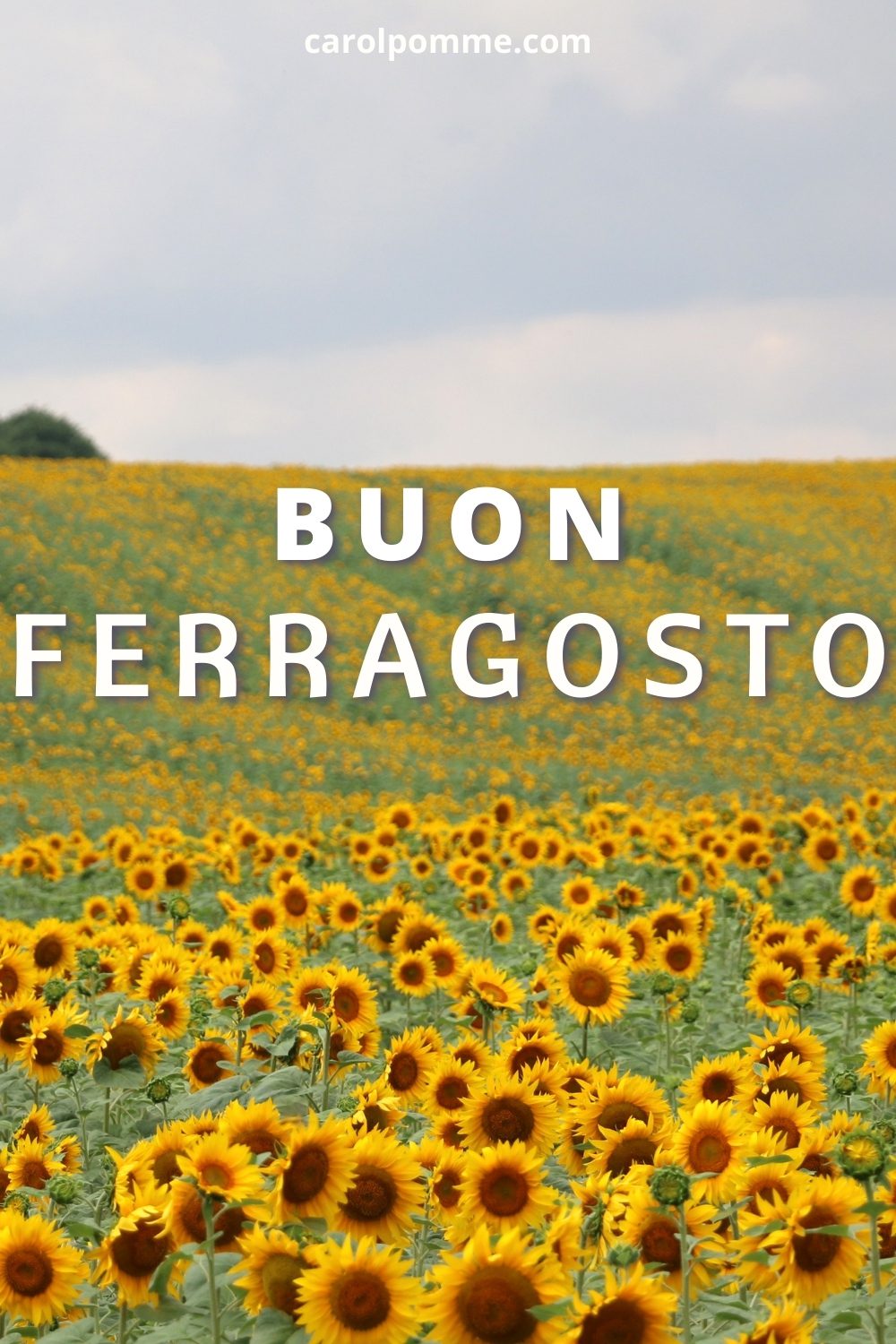 Buon ferragosto girasoli