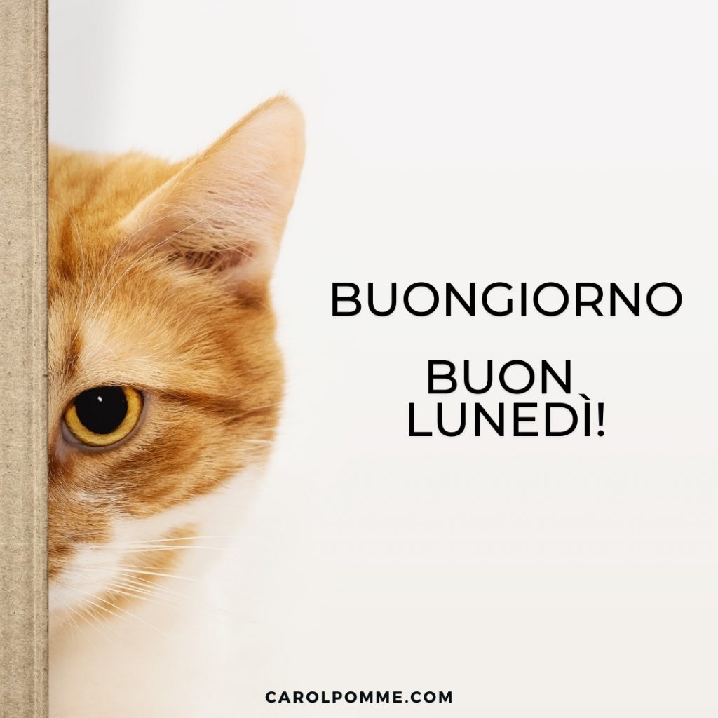 buongiorno buon lunedì gatto