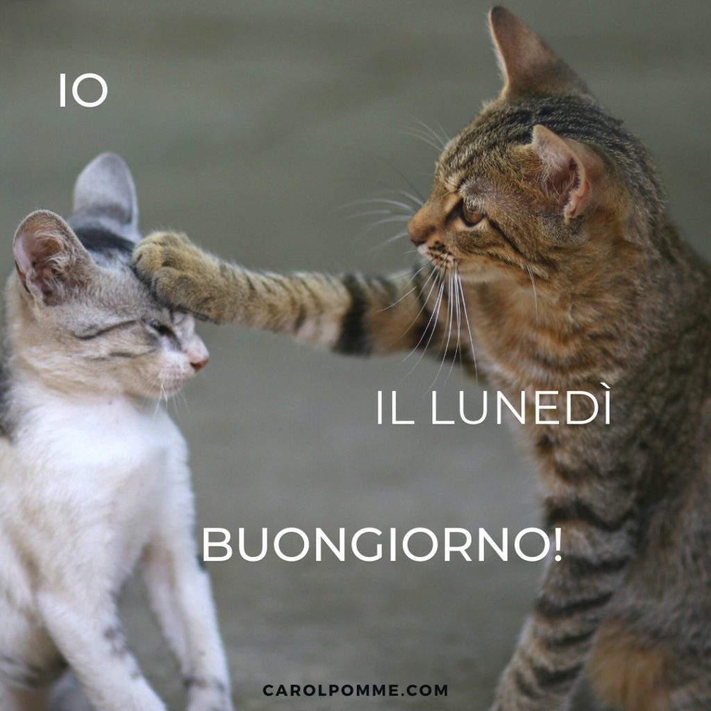 lunedì buongiorno gatti divertenti