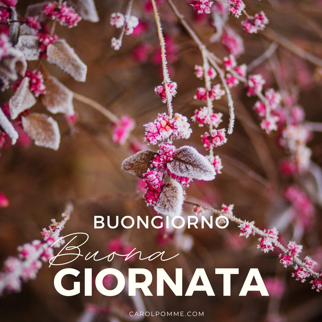 Benvenuto dicembre: 8 immagini per il buongiorno - Carol Pomme